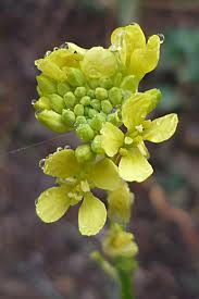 معرفی گیاهان - خردل سیاه